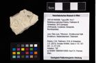 NHMW-GEO-2007z0149-0096_Ol_01.tifBullariscus patruliusi (Robins, Feldmann & Schweitzer, 2013)  (NHMW-GEO-2007z0149-0096)